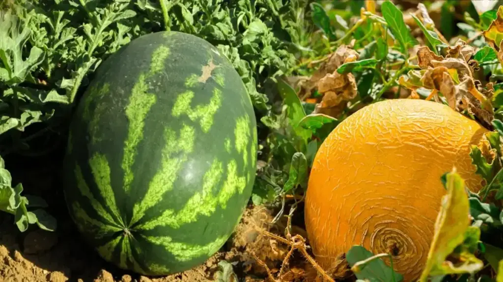 فلاحو زاكورة يناشدون الملك مراجعة قرار تقنين زراعة البطيخ